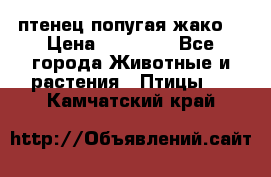 птенец попугая жако  › Цена ­ 60 000 - Все города Животные и растения » Птицы   . Камчатский край